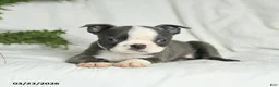 Boston Terrier dogs for sale: Carter - Ad 3