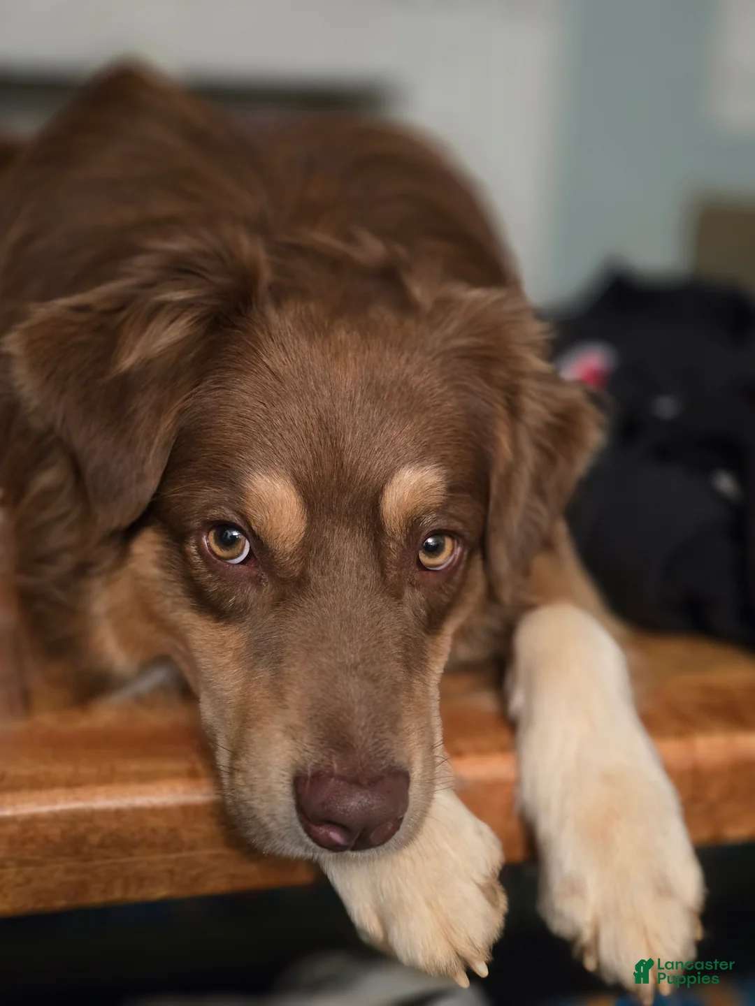 Australian Shepherd dogs for sale: Australian Shepherd Puppy 5 - Ad 7