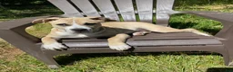 Mixed Breed dogs for sale: Spot - Ad 4