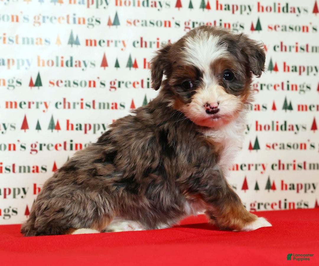 Mini Bernedoodle dogs for sale: Angel - Ad 6