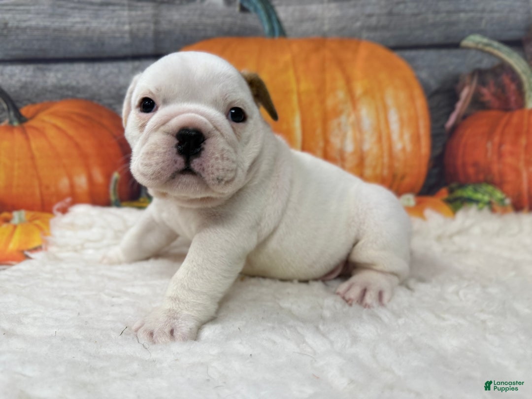 English Bulldog dogs for sale: Rascal - Ad 1