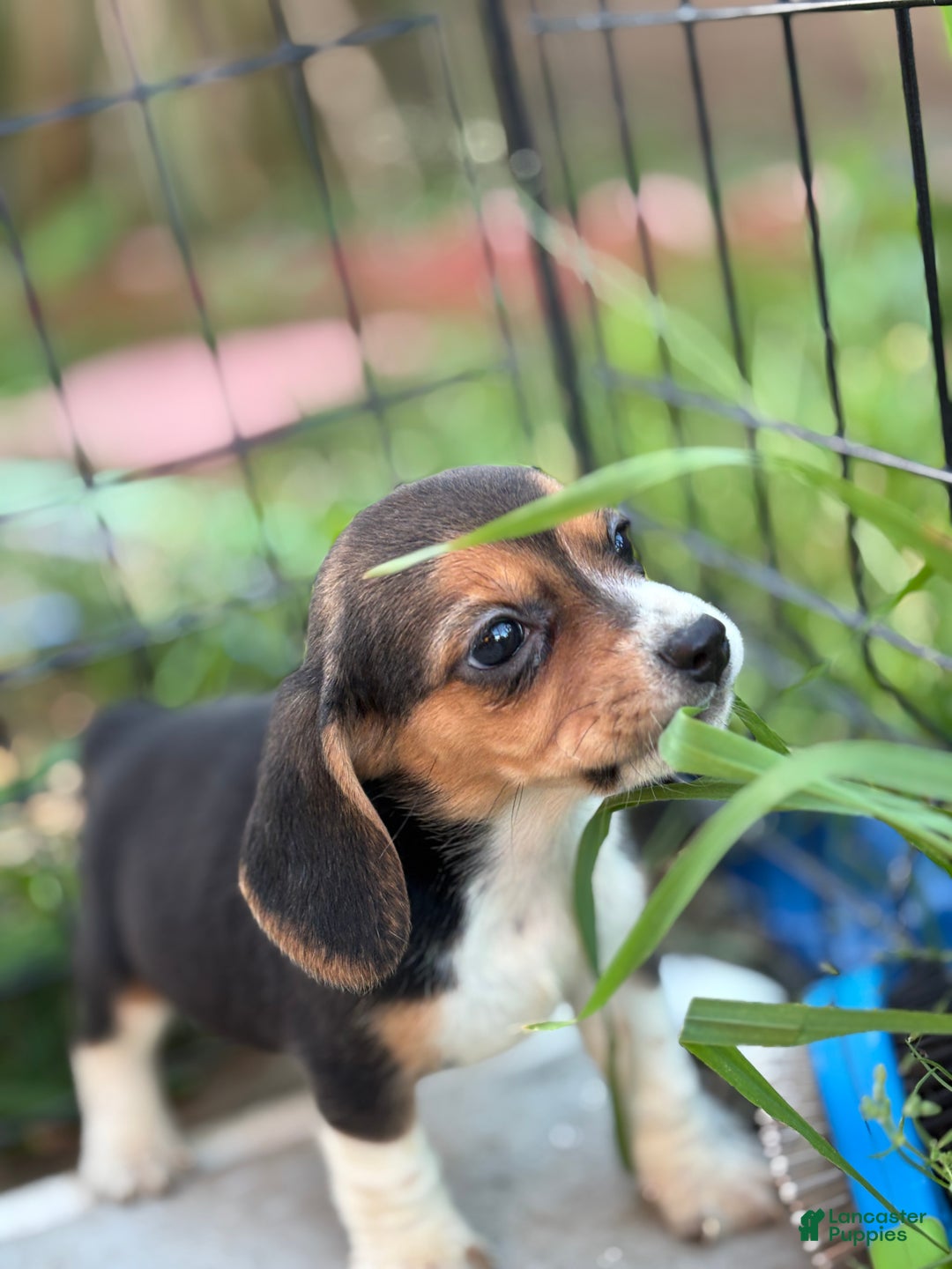 Beagle dogs for sale: Honey - Ad 6