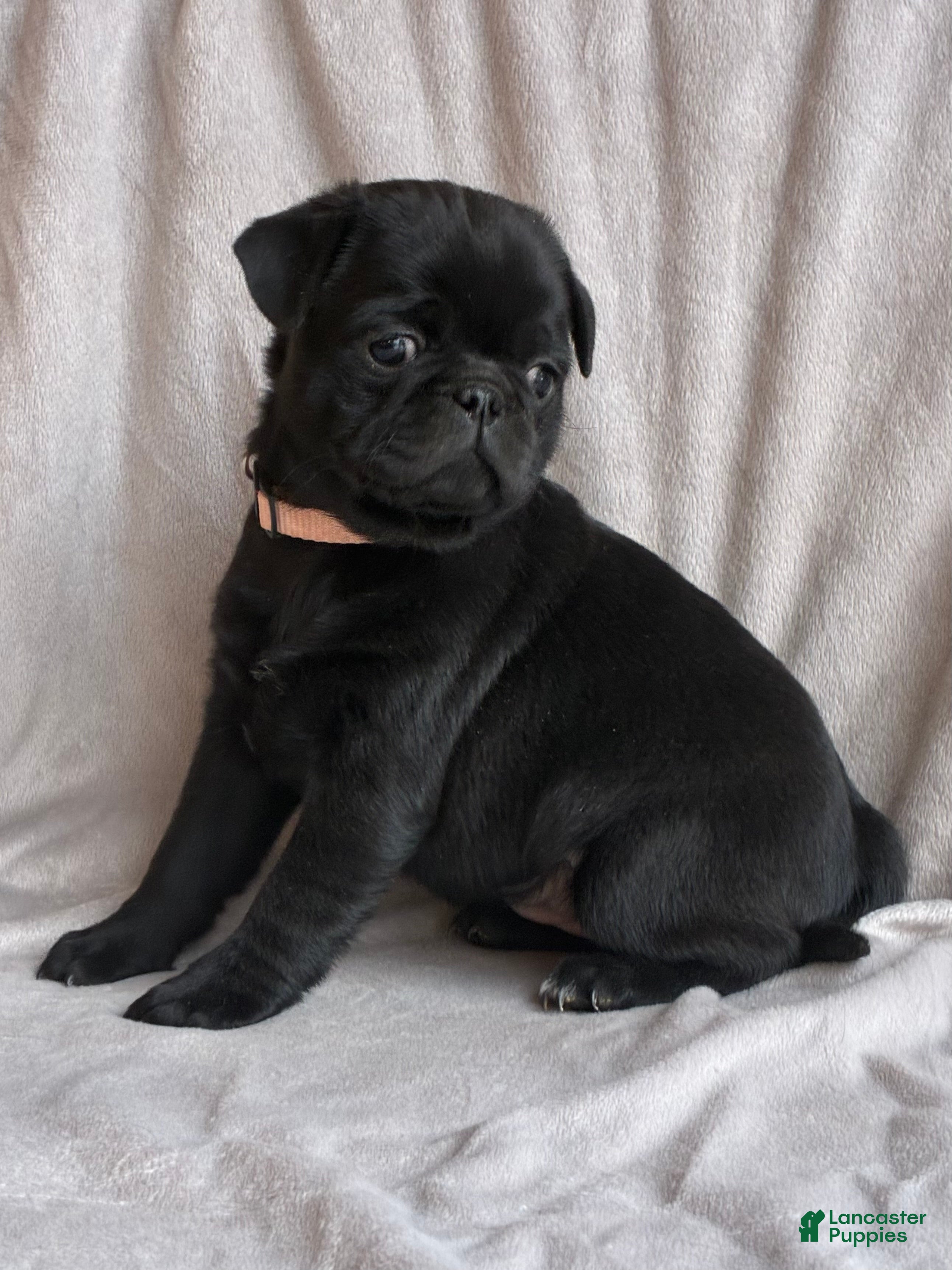 Pug dogs  Addie - Ad 2