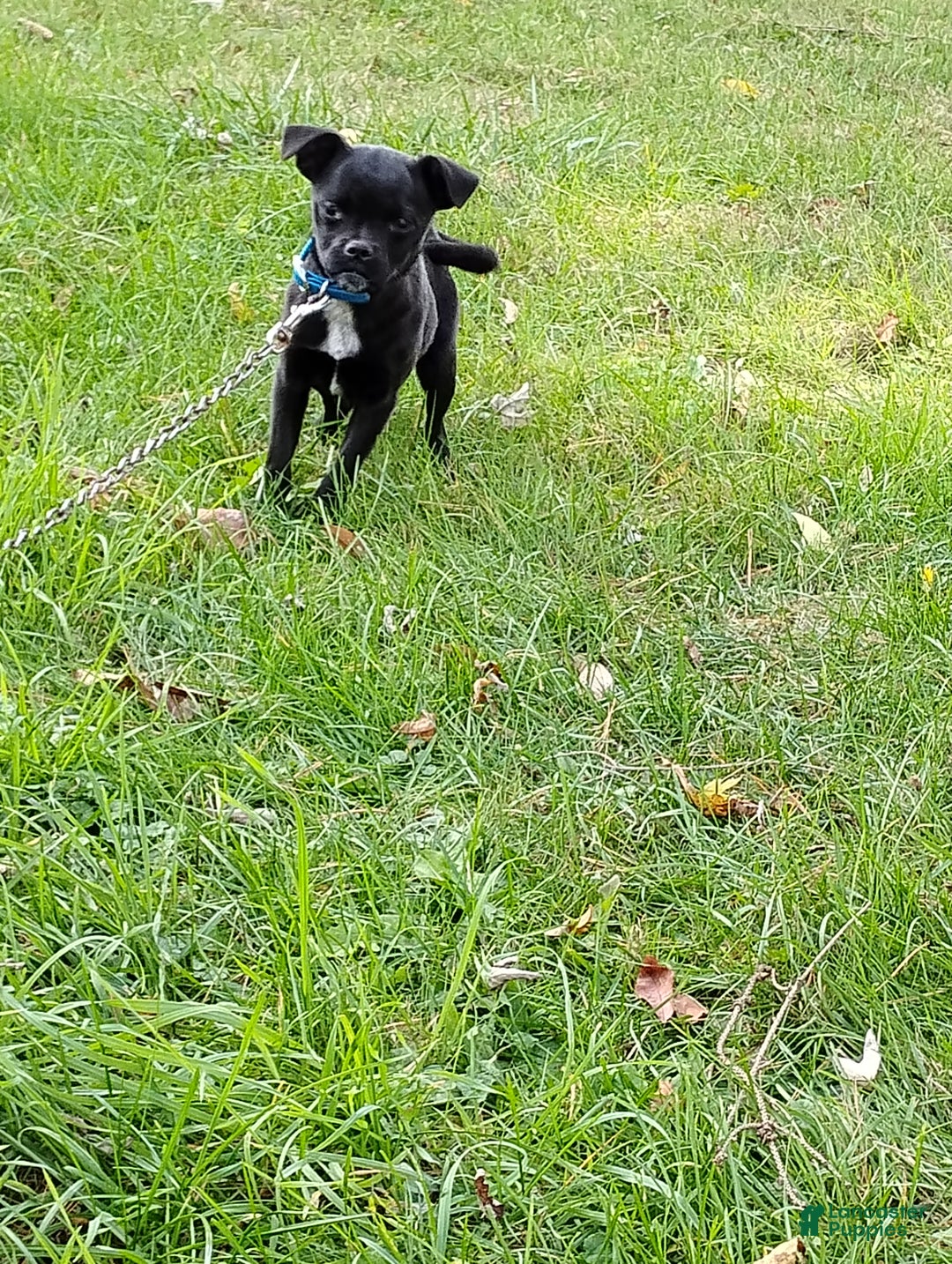 Mixed Breed dogs for sale: Tiny - Ad 6