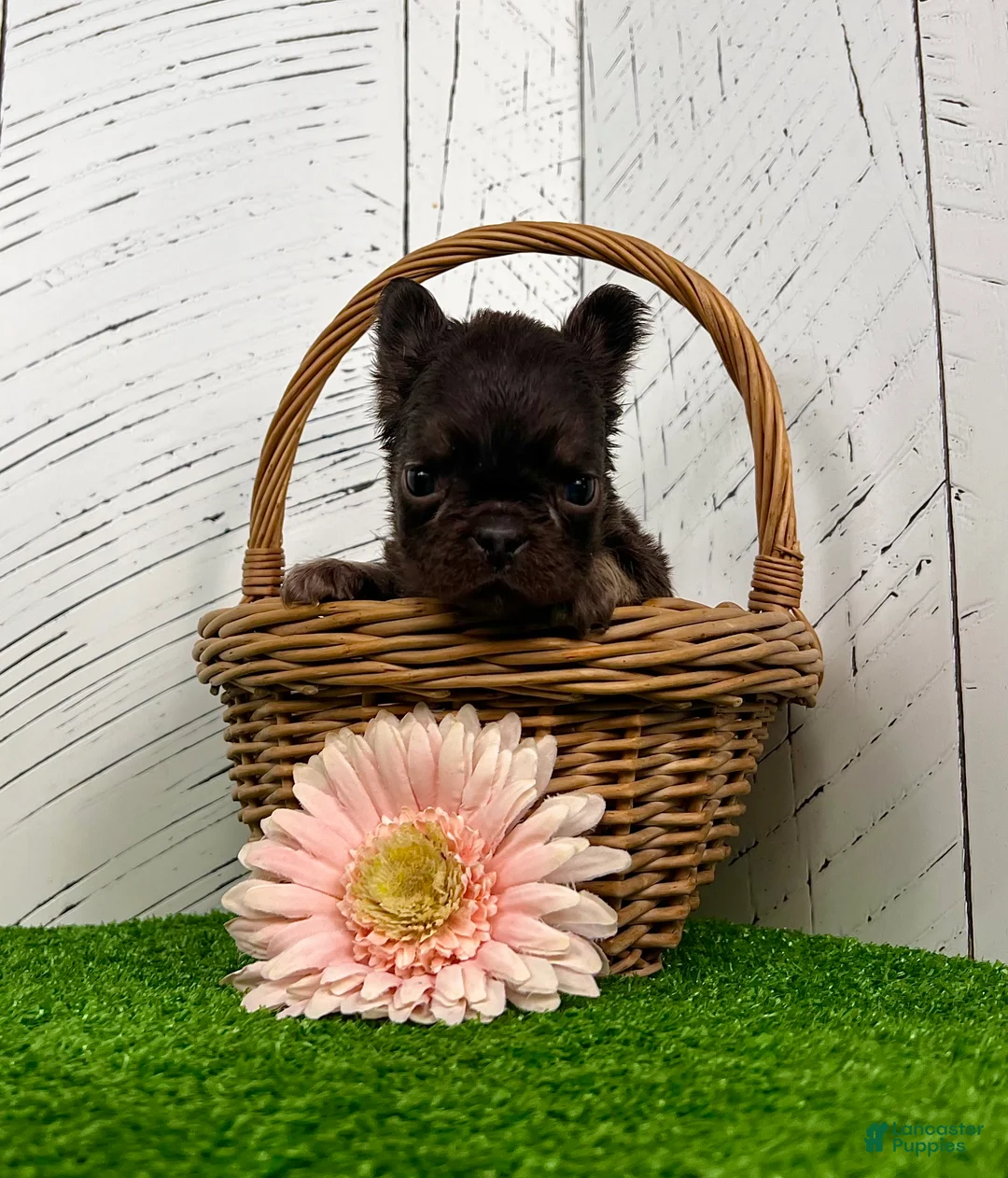 French Bulldog dogs for sale: Kate - Ad 3