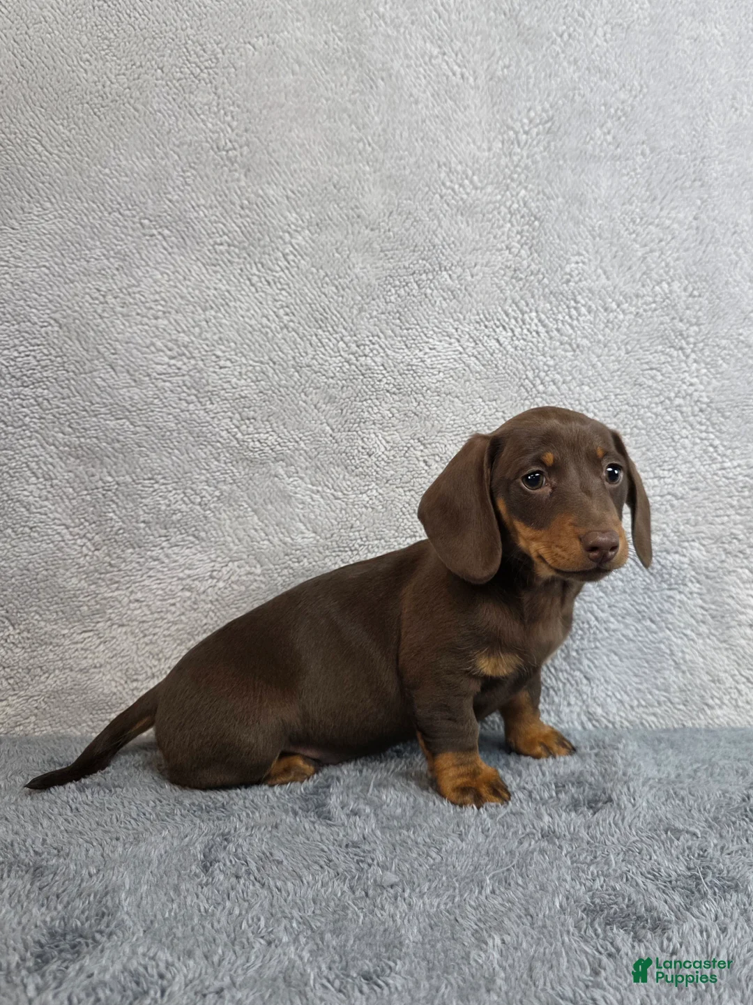 Miniature Dachshund dogs for sale: Sky - Ad 2