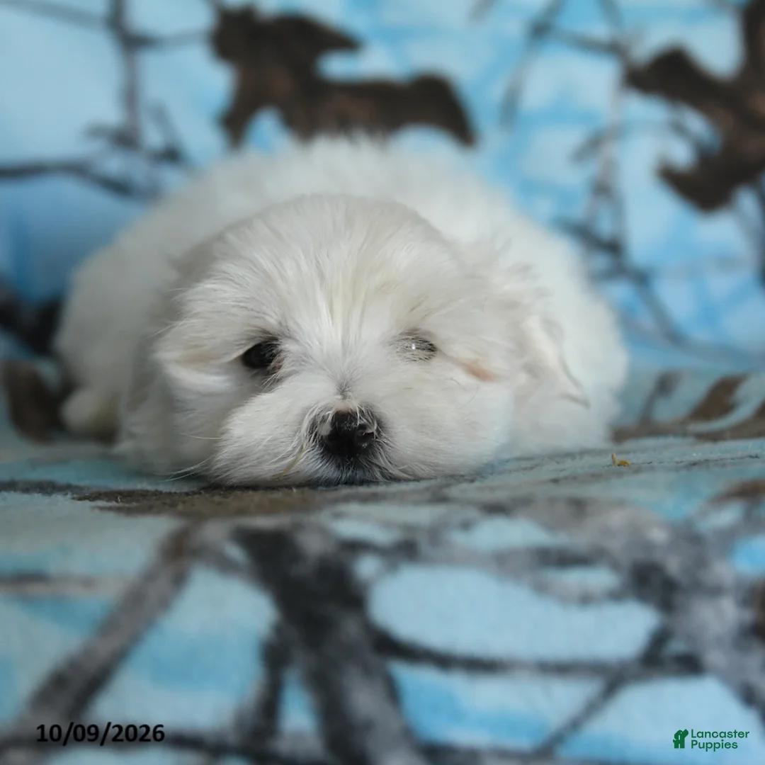 Maltese dogs for sale: Pebbles - Ad 5