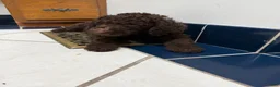 Goldendoodle dogs for sale: Goldendoodle 8 - Ad 3