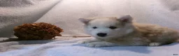 Pomsky dogs for sale: Buster - Ad 7