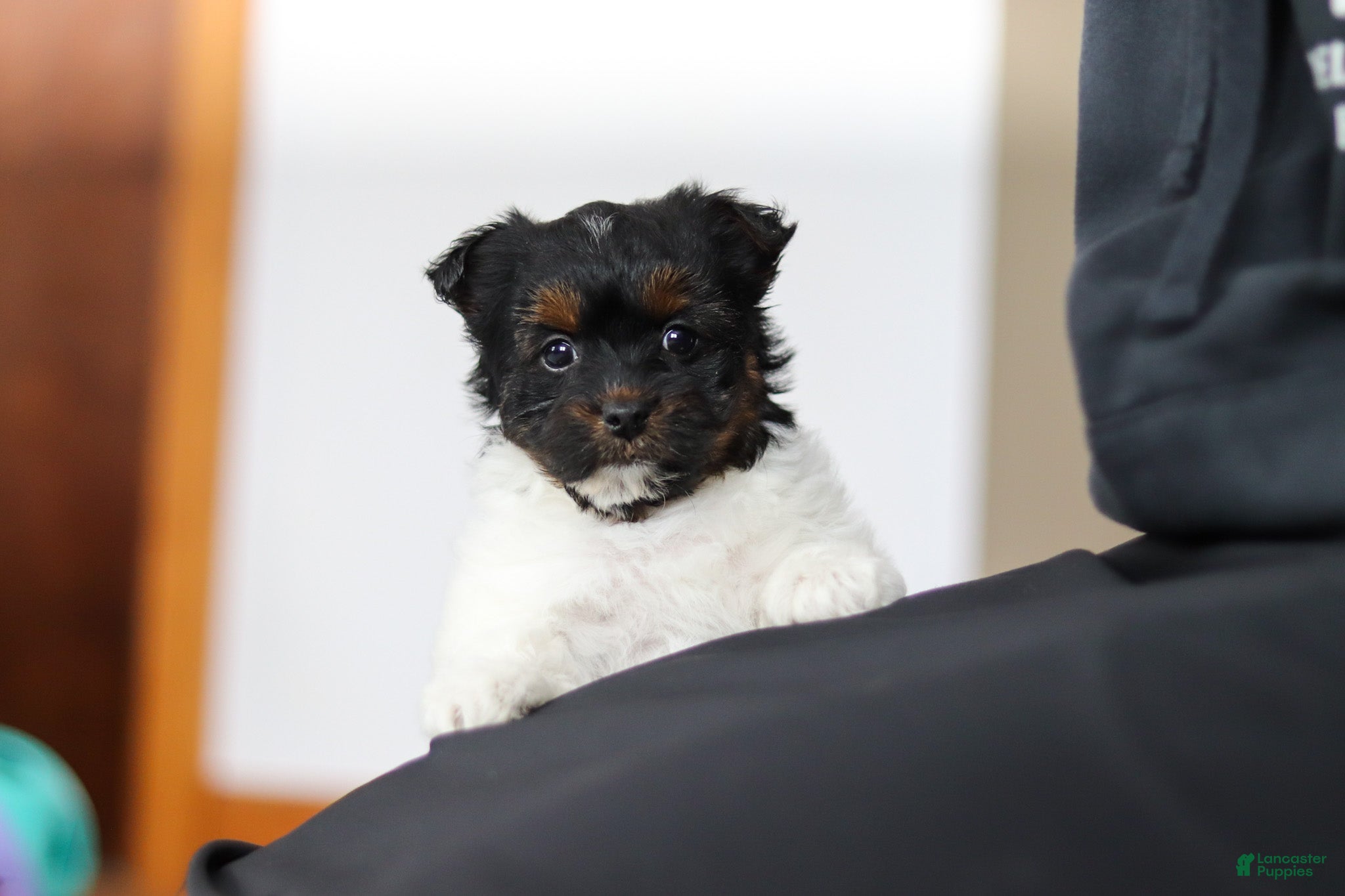 Yorkiepoo dogs Chloe - Ad 2