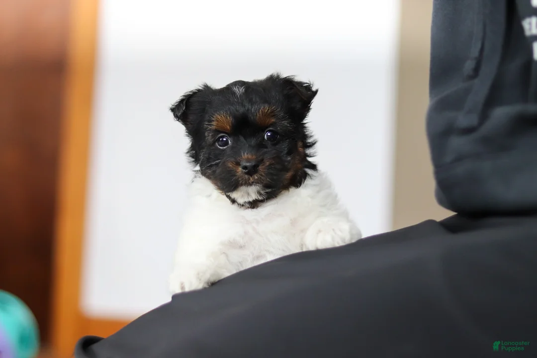 Yorkiepoo dogs for sale: Chloe - Ad 2