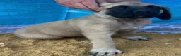 English Mastiff dogs for sale: Atlas  - Ad 3