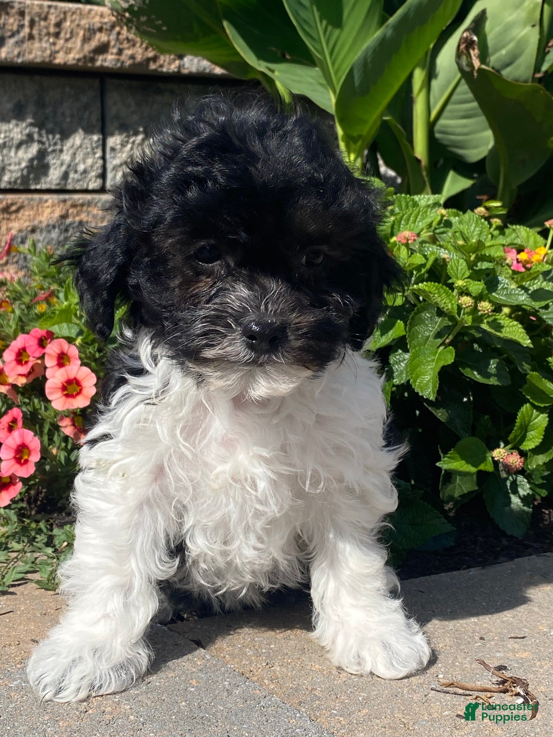 Havanese dogs for sale: Holly  - Ad 1