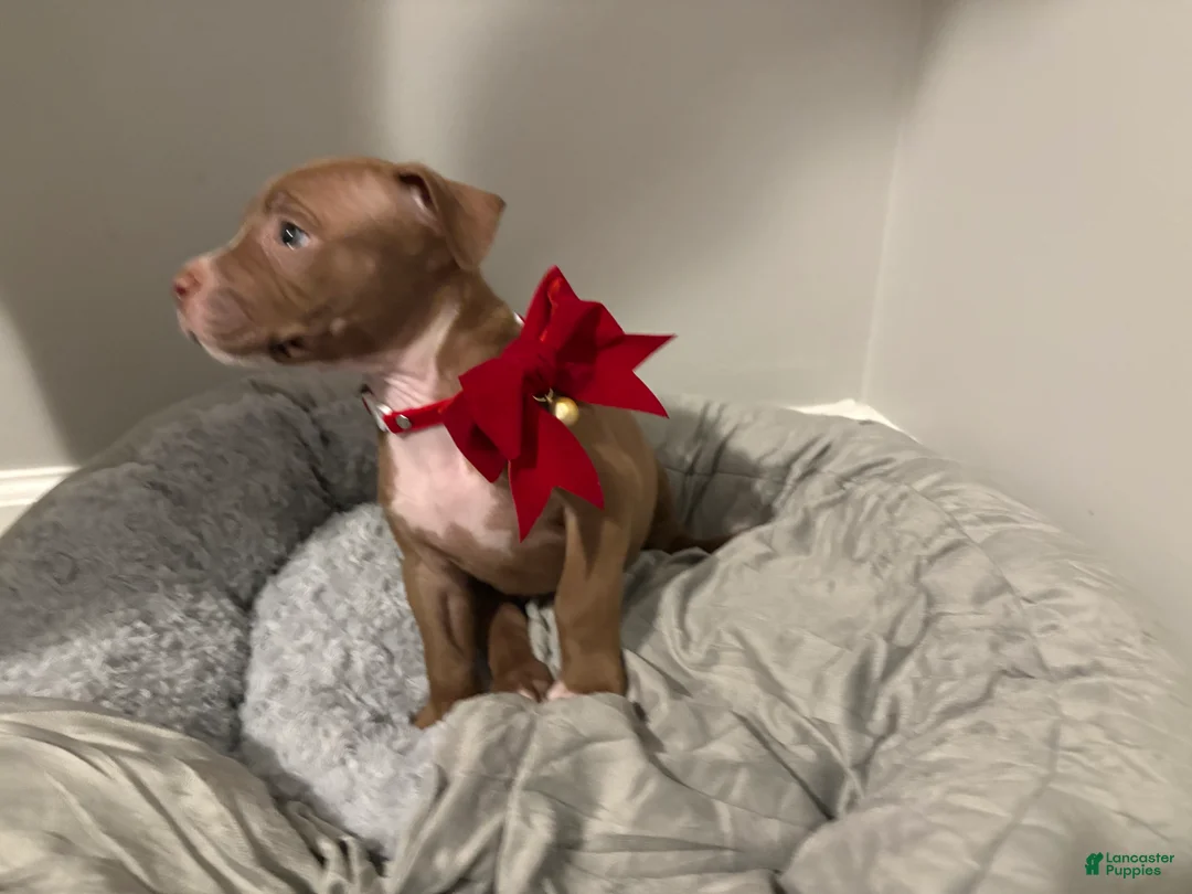 American Pit Bull Terrier dogs for sale: Amber - Ad 16