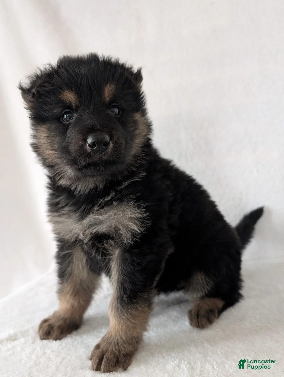 German Shepherd dogs for sale: Kenzie  - Ad 7