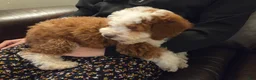 Mini Bernedoodle dogs for sale: EMMA - FEMALE Mini Bernedoodle 2 - Ad 9