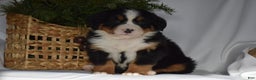 Bernese Mountain Dog dogs for sale: Blossom - Ad 2