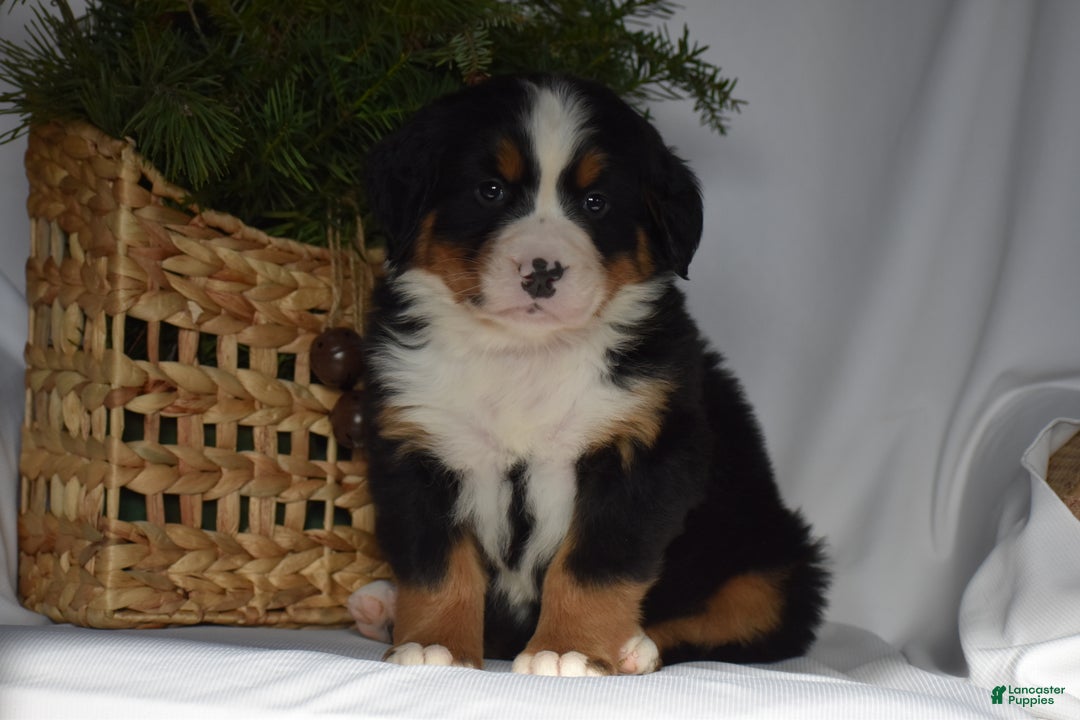 Bernese Mountain Dog dogs for sale: Blossom - Ad 2