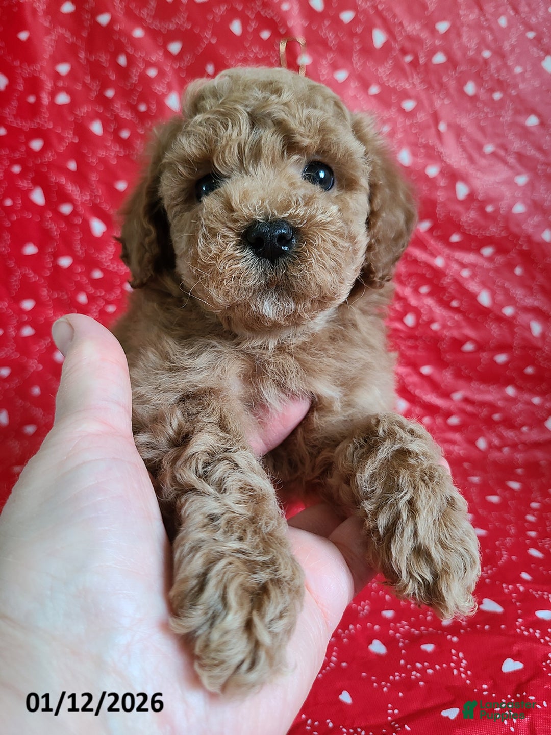 Bichpoo dogs for sale: Daryn - Ad 3