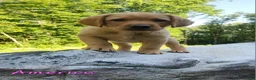 Labrador Retriever dogs for sale: America - Ad 6