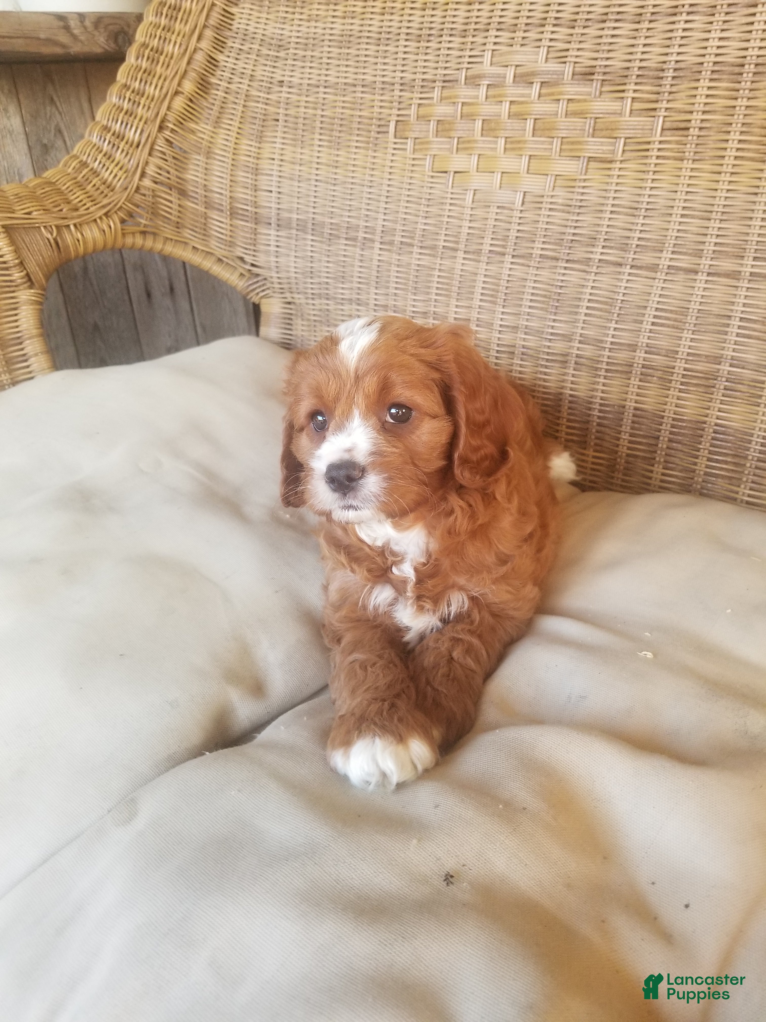 Cavapoo dogs Cavapoo 1 - Ad 1