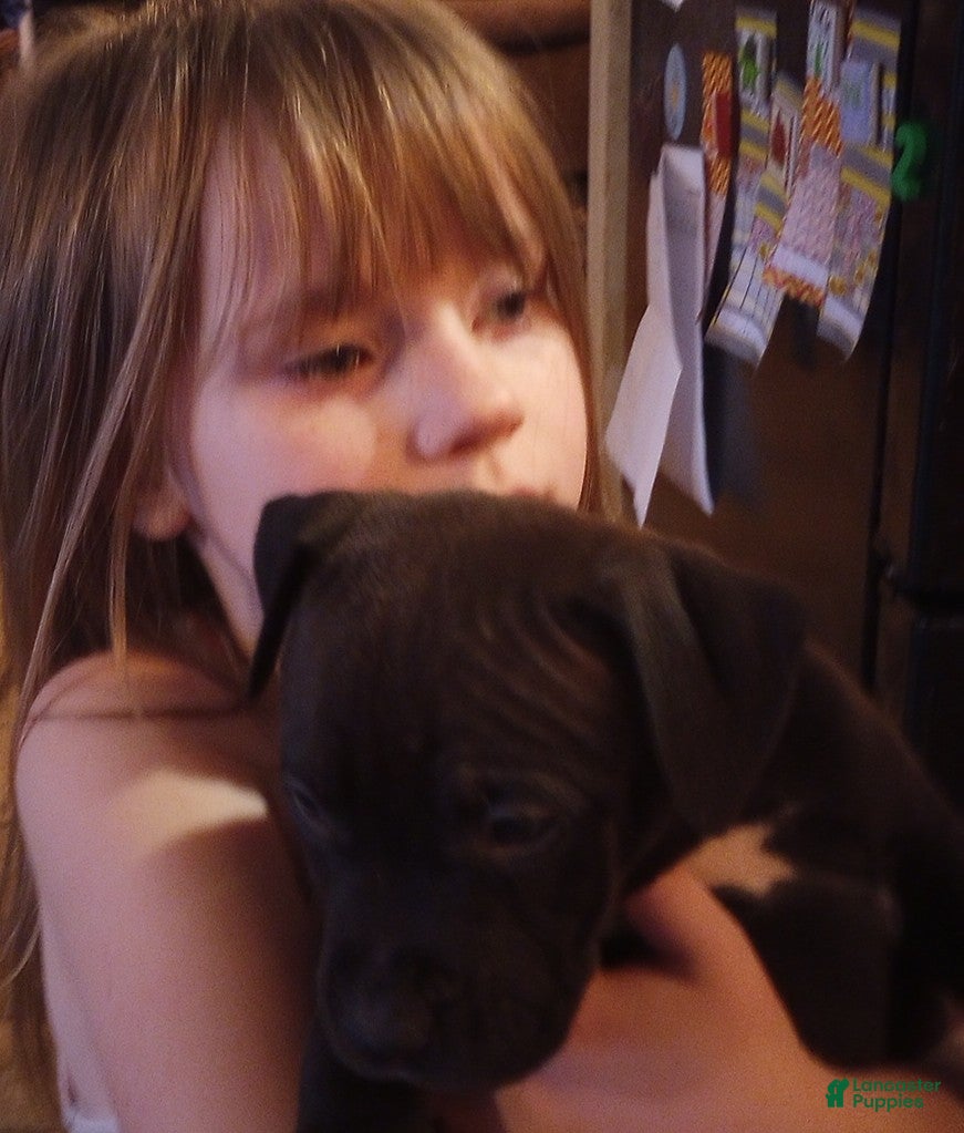 American Bully dogs Carter Starocci - Ad 40