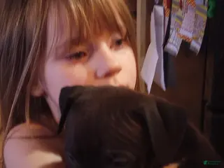 American Bully dogs Carter Starocci - Ad 15