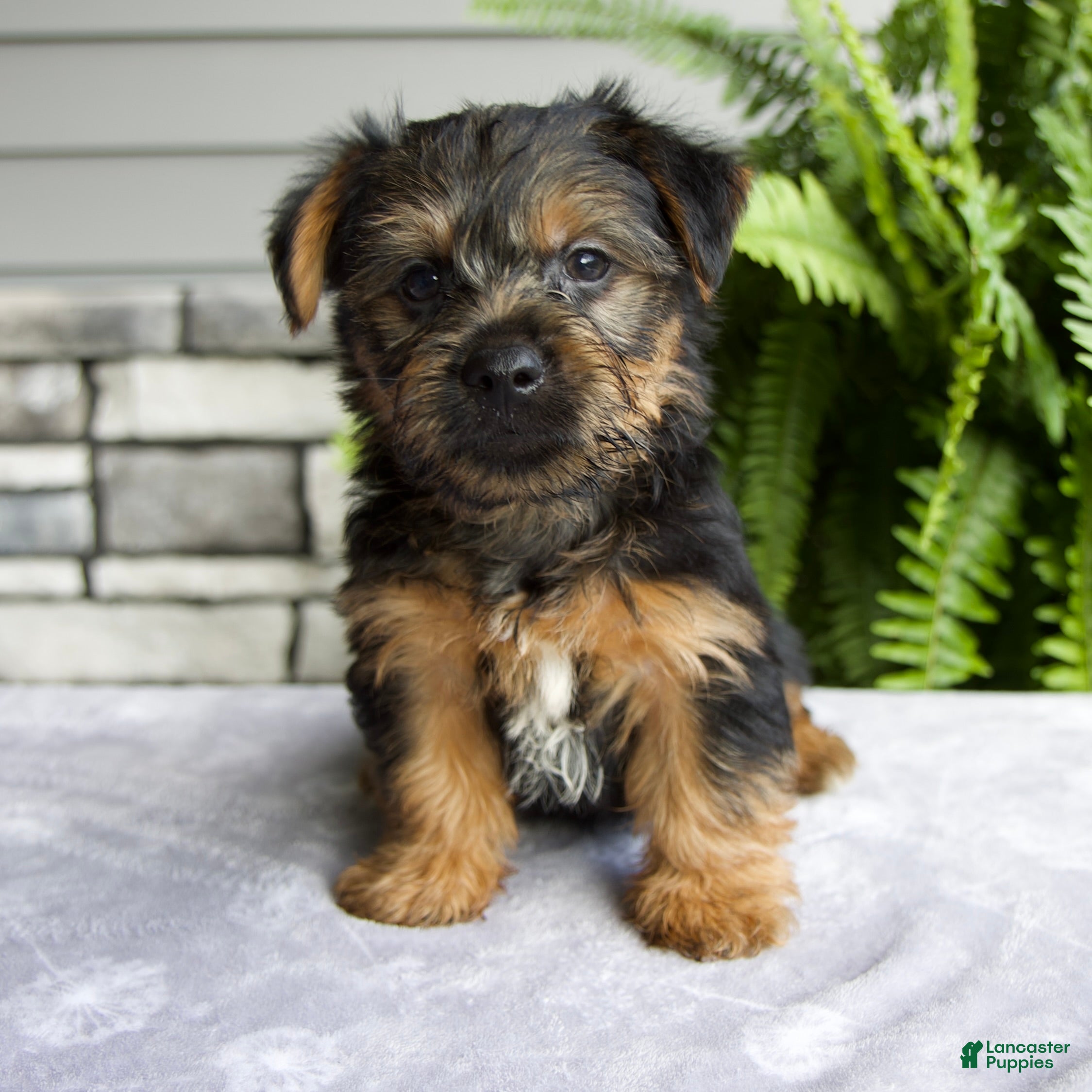 Yorkshire Terrier dogs Koby - Ad 2