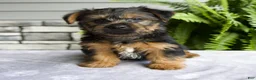 Yorkshire Terrier dogs for sale: Koby - Ad 2