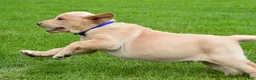 Labrador Retriever dogs for sale: Waldo - Ad 8