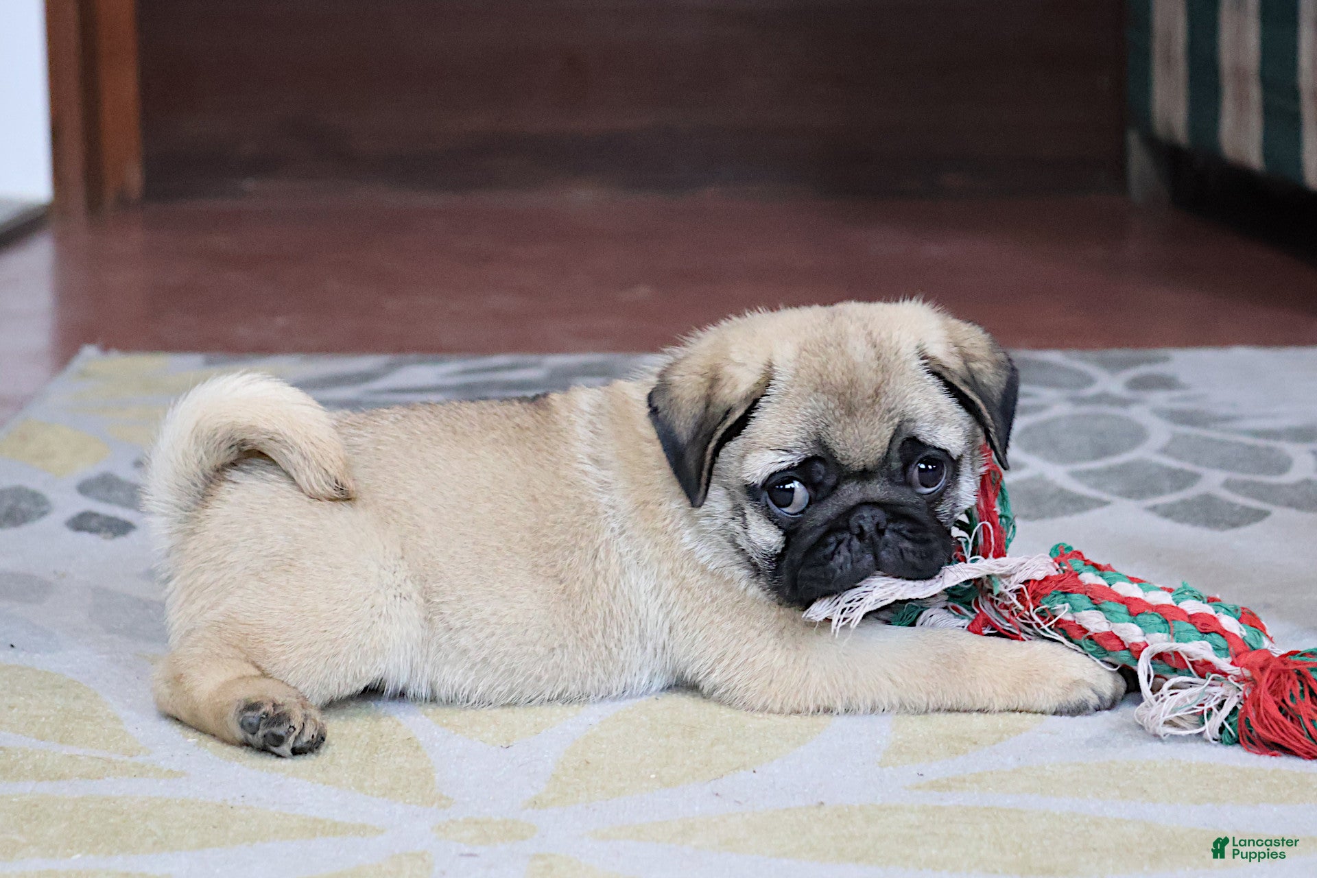 Pug dogs Garth - Ad 2