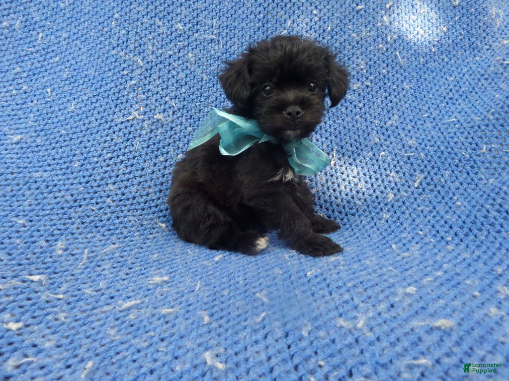 Shorkie dogs Lenny - Ad 5