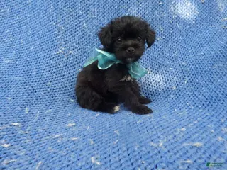 Shorkie dogs Lenny - Ad 12