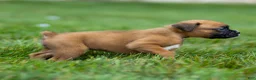 Boxer dogs for sale: Nettie Boxer  - Ad 6
