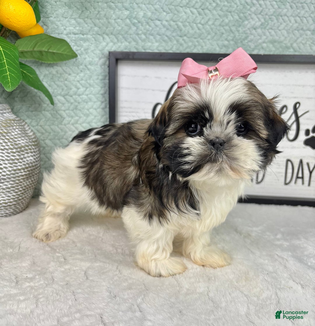 Shih Tzu dogs for sale: Suzy - Ad 5