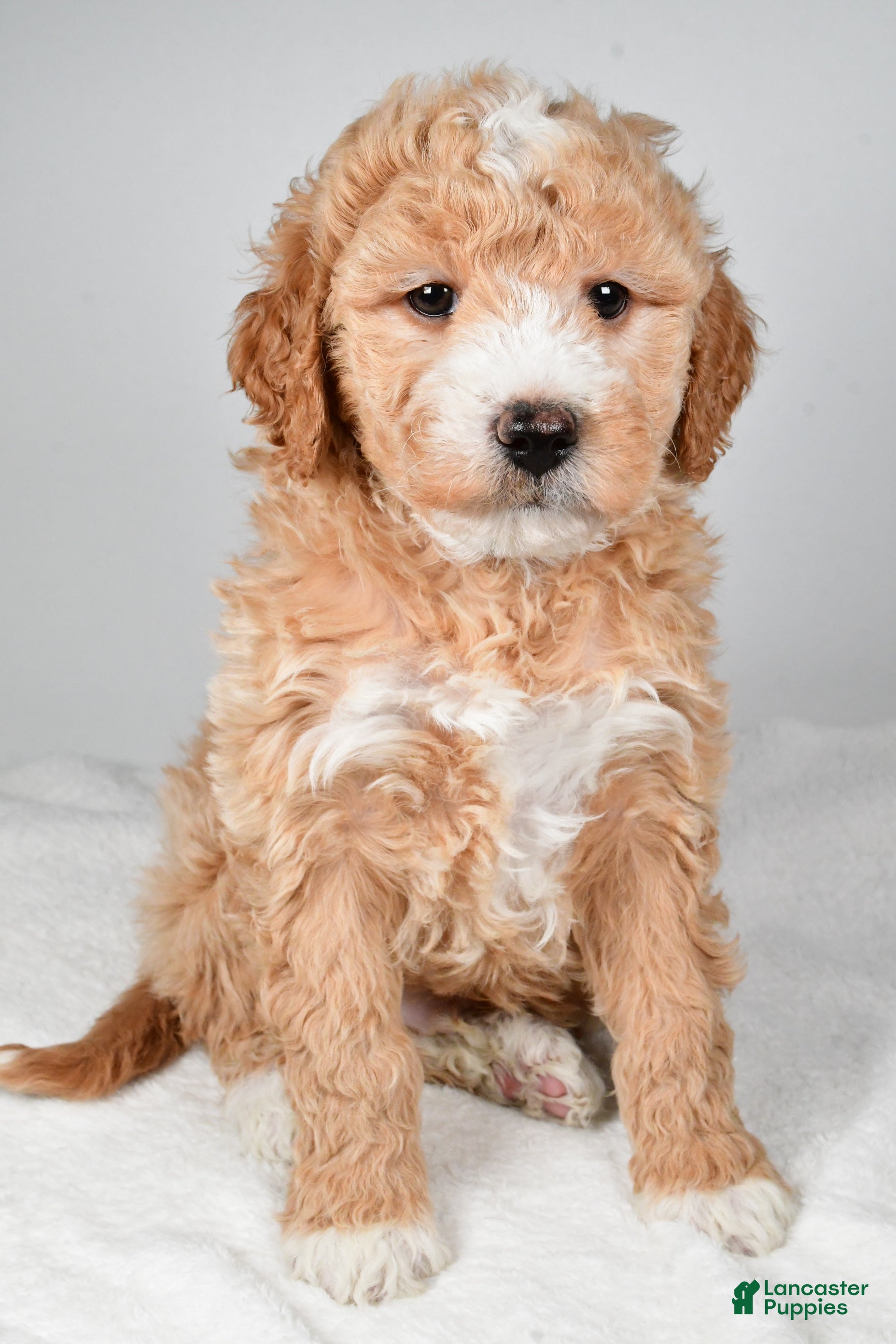 Mini Goldendoodle dogs Rudolph - Ad 19