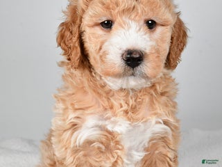 Mini Goldendoodle dogs Rudolph - Ad 7