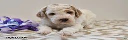Mini Goldendoodle dogs for sale: Buster - Ad 9