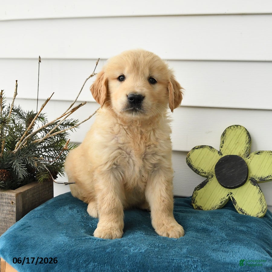 Golden Retriever dogs for sale: Max - Ad 4