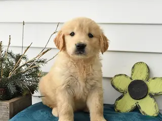 Golden Retriever dogs for sale: Max - Ad 4
