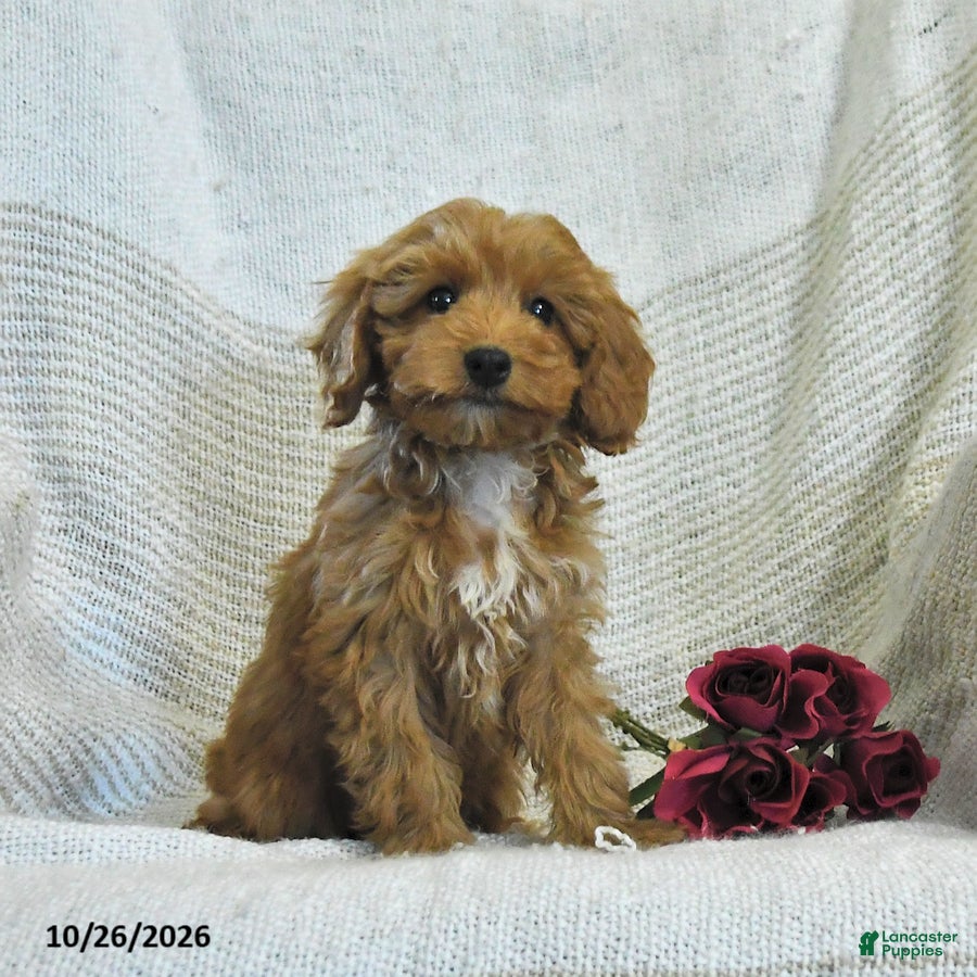 Cockapoo dogs for sale: Mason - Ad 1