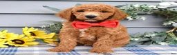 Standard Poodle dogs for sale: Rio - Ad 10