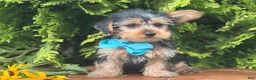 Yorkshire Terrier dogs for sale: Muff - Ad 7