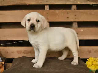 Labrador Retriever dogs for sale: Gretel - Ad 2