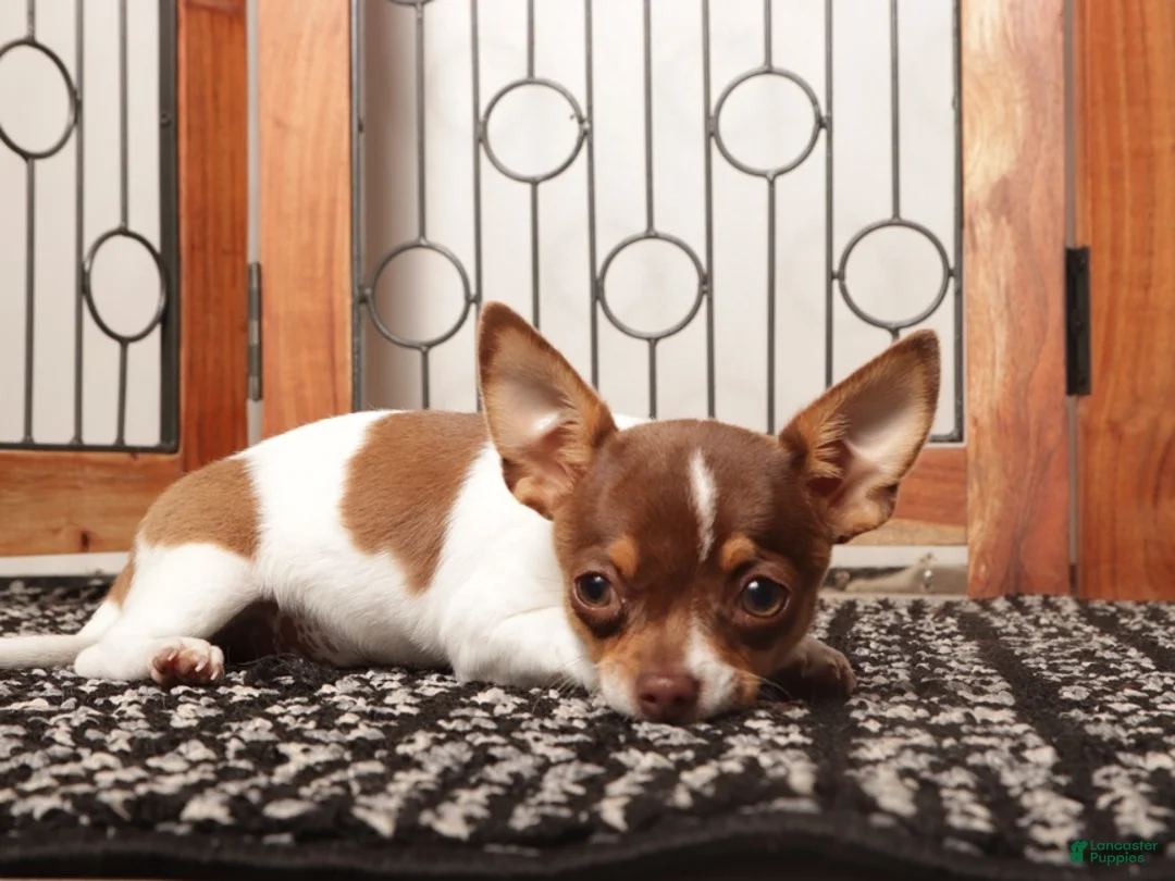 Chihuahua dogs for sale: Pippa - Ad 3