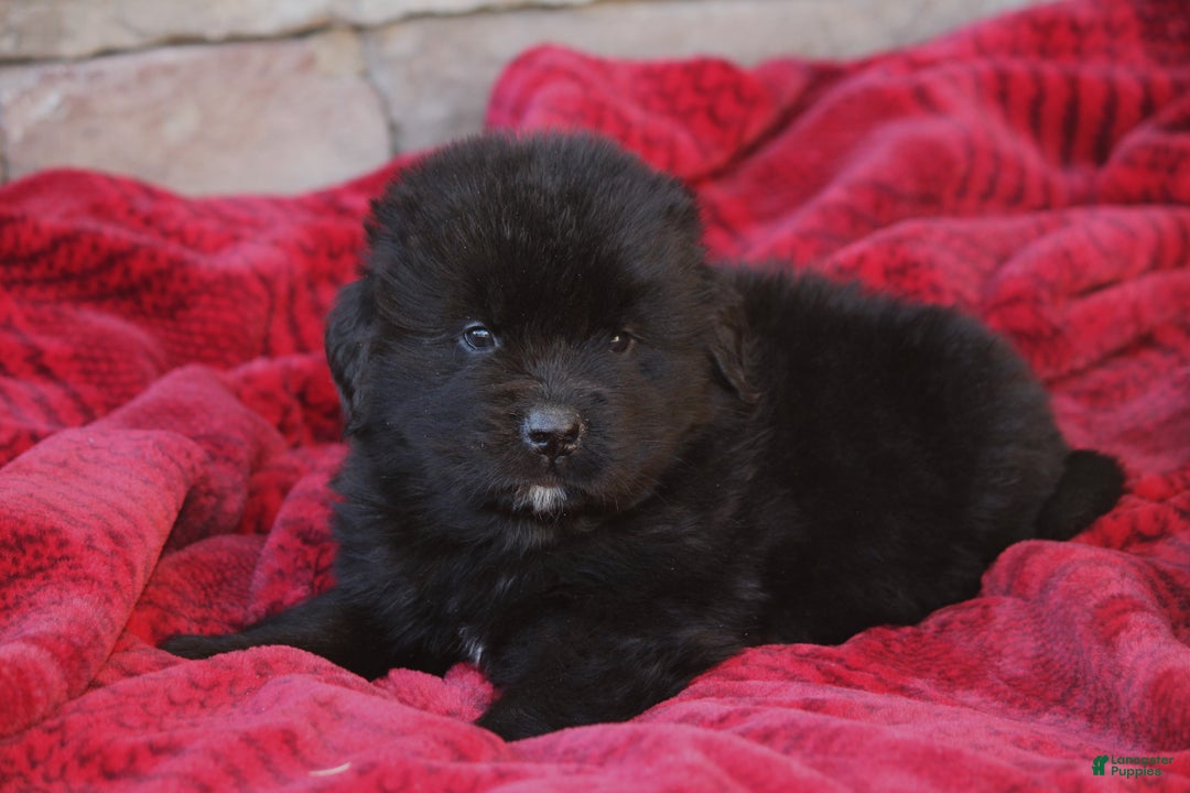 Newfoundland dogs for sale: Pax - Ad 2