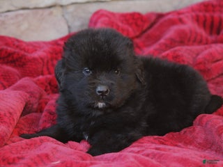 Newfoundland dogs Pax - Ad 26