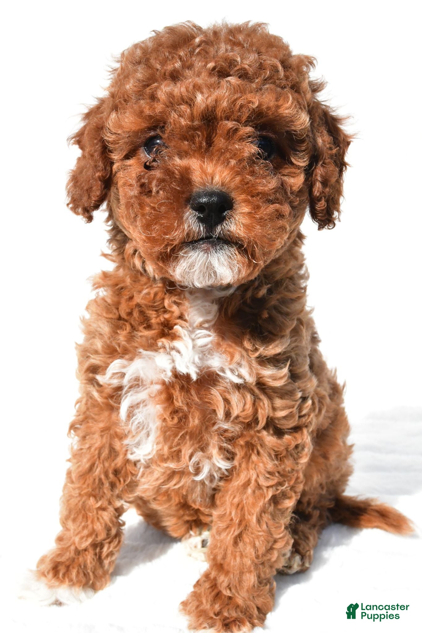 Cavapoo dogs Polly - Ad 2