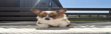 Amanda Welsh Corgi Pembroke Puppy 