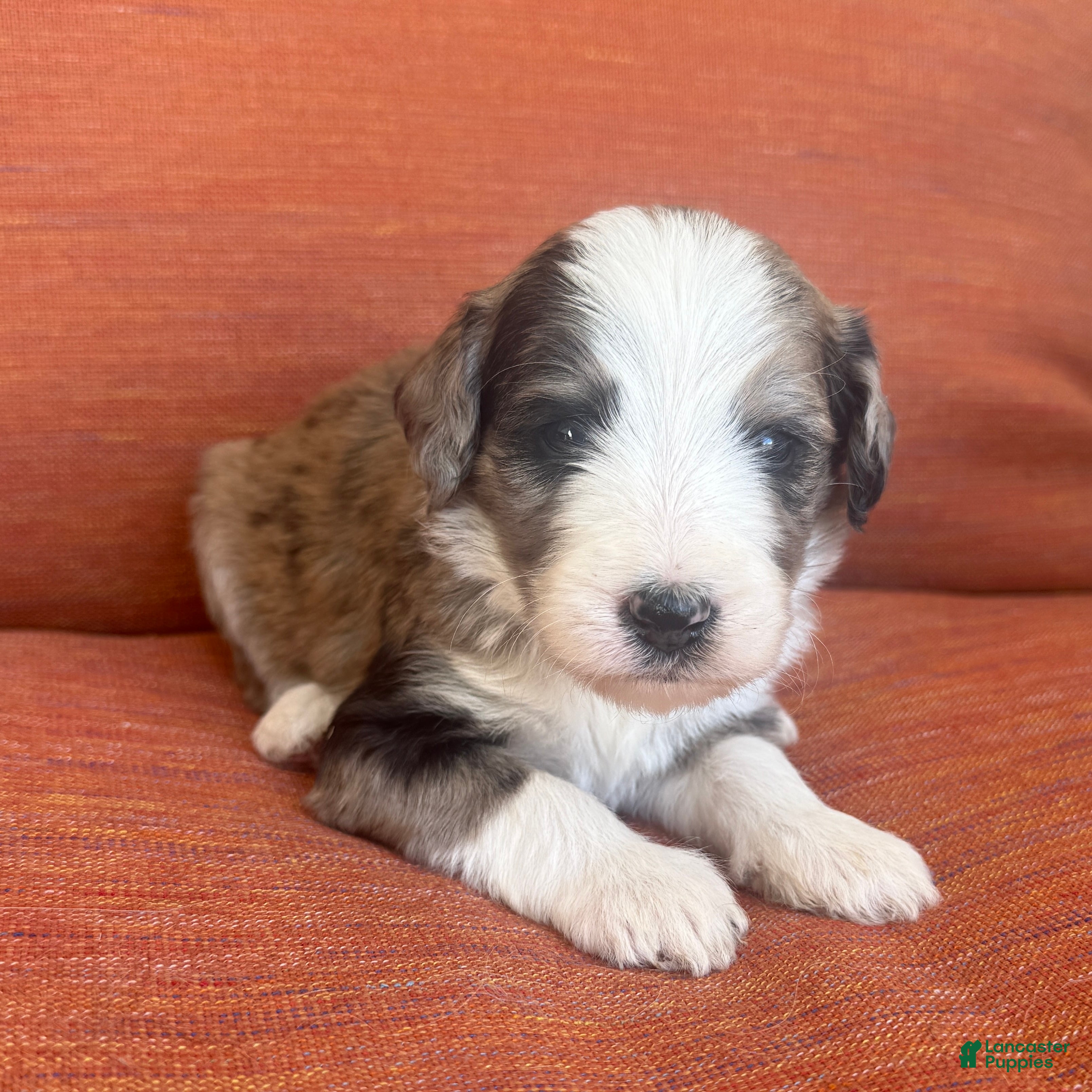 Bernedoodle dogs Treat - Ad 2